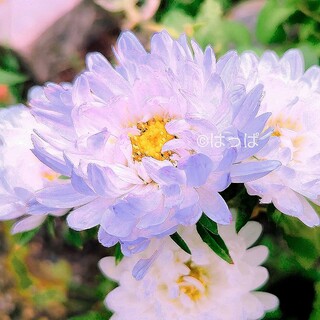 花の種 涼しげなグラデーション❁アスターブルー＆ホワイト10粒 青い花(その他)