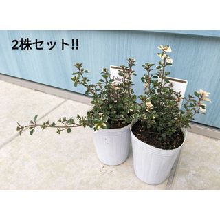 ピンクの斑入り葉が可愛らしい　☘　フォックスリータイム　☘　苗　ハーブ(その他)