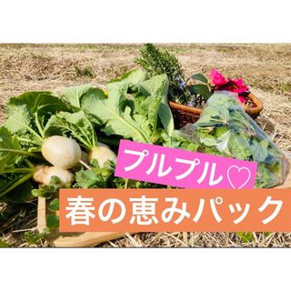 プルプル♡春の恵みパック　お野菜詰め合わせ(野菜)