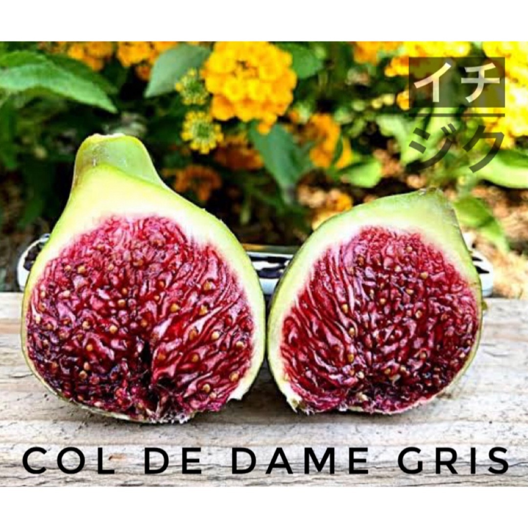 極太! イチジク レディグレイ(Col de Dame gris)!2本 挿し穂 ハンドメイドのフラワー/ガーデン(その他)の商品写真