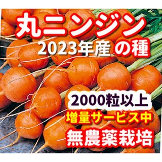 丸ニンジンの種【2000粒以上】農薬:栽培期間中不使用の種(その他)