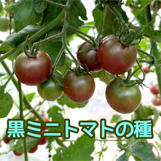 黒ミニトマト(ブラックチェリートマト)の種 10粒(野菜)