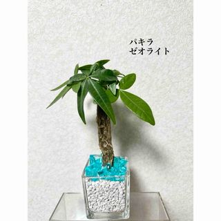 パキラ　ゼオライト植え　観葉植物(ドライフラワー)