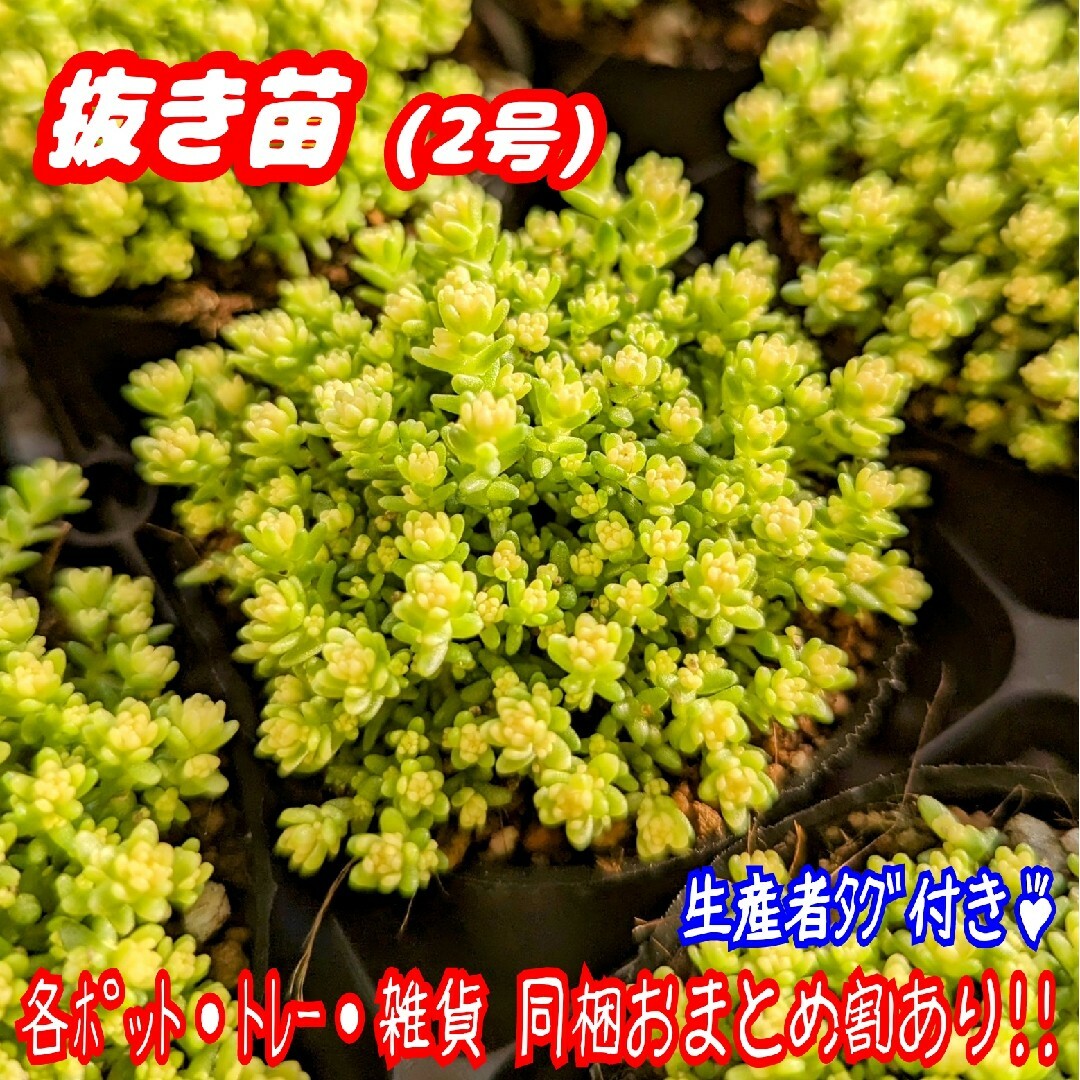 【抜き苗】2号もりもり♪アクレアウレウム 多肉植物セダム紅葉 プレステラ プラ鉢 ハンドメイドのフラワー/ガーデン(その他)の商品写真