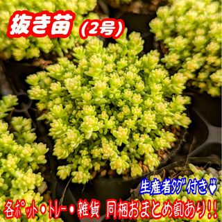 【抜き苗】2号もりもり♪アクレアウレウム 多肉植物セダム紅葉 プレステラ プラ鉢(その他)