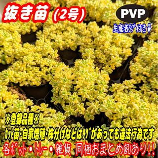 【抜き苗】もりもり♪斑入りタイトゴメ 多肉植物セダム紅葉 プレステラ プラ鉢(その他)