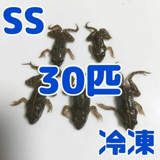 【国産】冷凍カエル 餌用 SS 30匹 胴長1.5~2cm ヌマガエル ヘビ用(爬虫類/両生類用品)