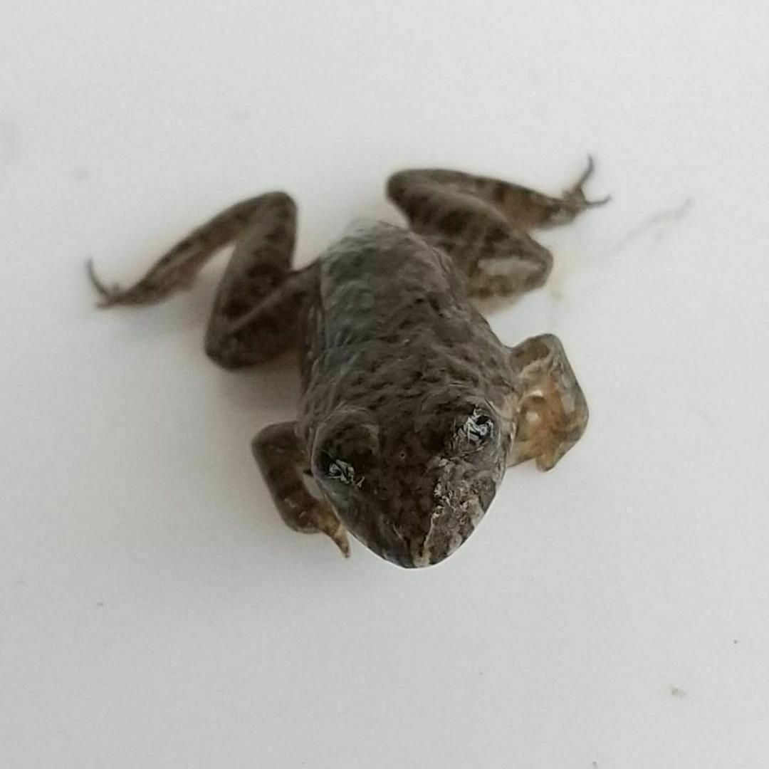 国産】冷凍カエル 餌用 SS 40匹 胴長1.5~2cm ヌマガエル ヘビ用 国産】冷凍カエル 餌用 SS 40匹 胴長1.5~2cm ヌマガエル ヘビ用