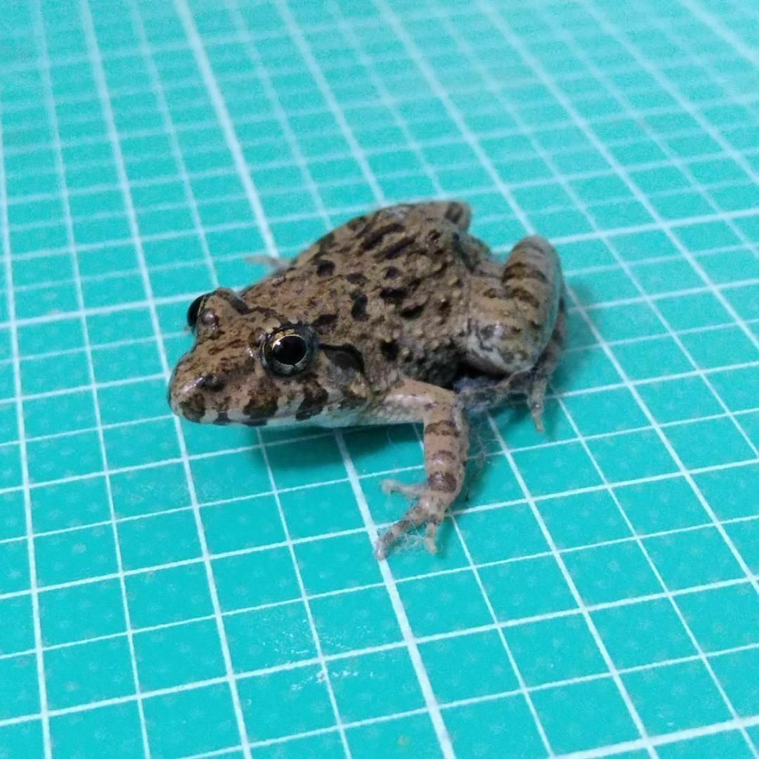 国産】冷凍カエル 餌用 SS 40匹 胴長1.5~2cm ヌマガエル ヘビ用 国産】冷凍カエル 餌用 SS 40匹 胴長1.5~2cm ヌマガエル ヘビ用