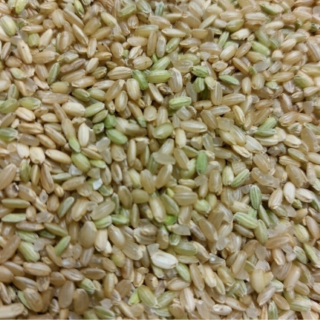 令和4年収穫　くず米　玄米　⚠️飼料用⚠️750g(5合) その他のペット用品(ペットフード)の商品写真