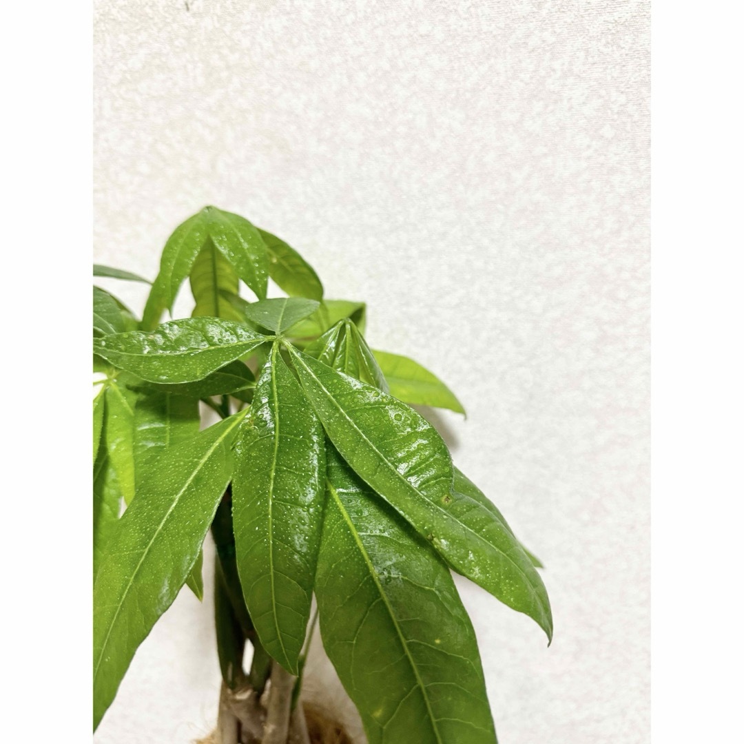 編み込みパキラ　観葉植物　土植え ハンドメイドのフラワー/ガーデン(ドライフラワー)の商品写真