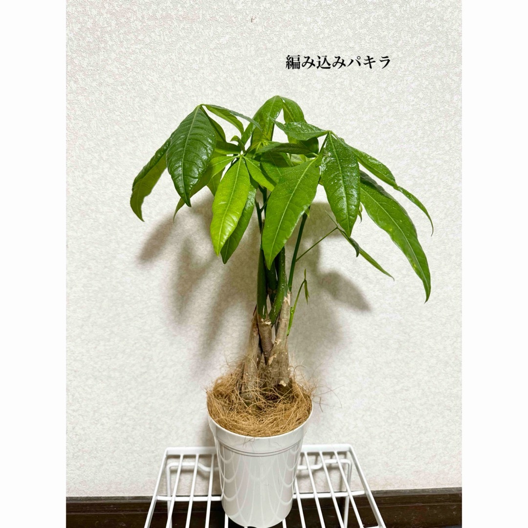 編み込みパキラ　観葉植物　土植え ハンドメイドのフラワー/ガーデン(ドライフラワー)の商品写真