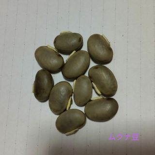 ムクナ豆(八升豆)白 10粒(その他)