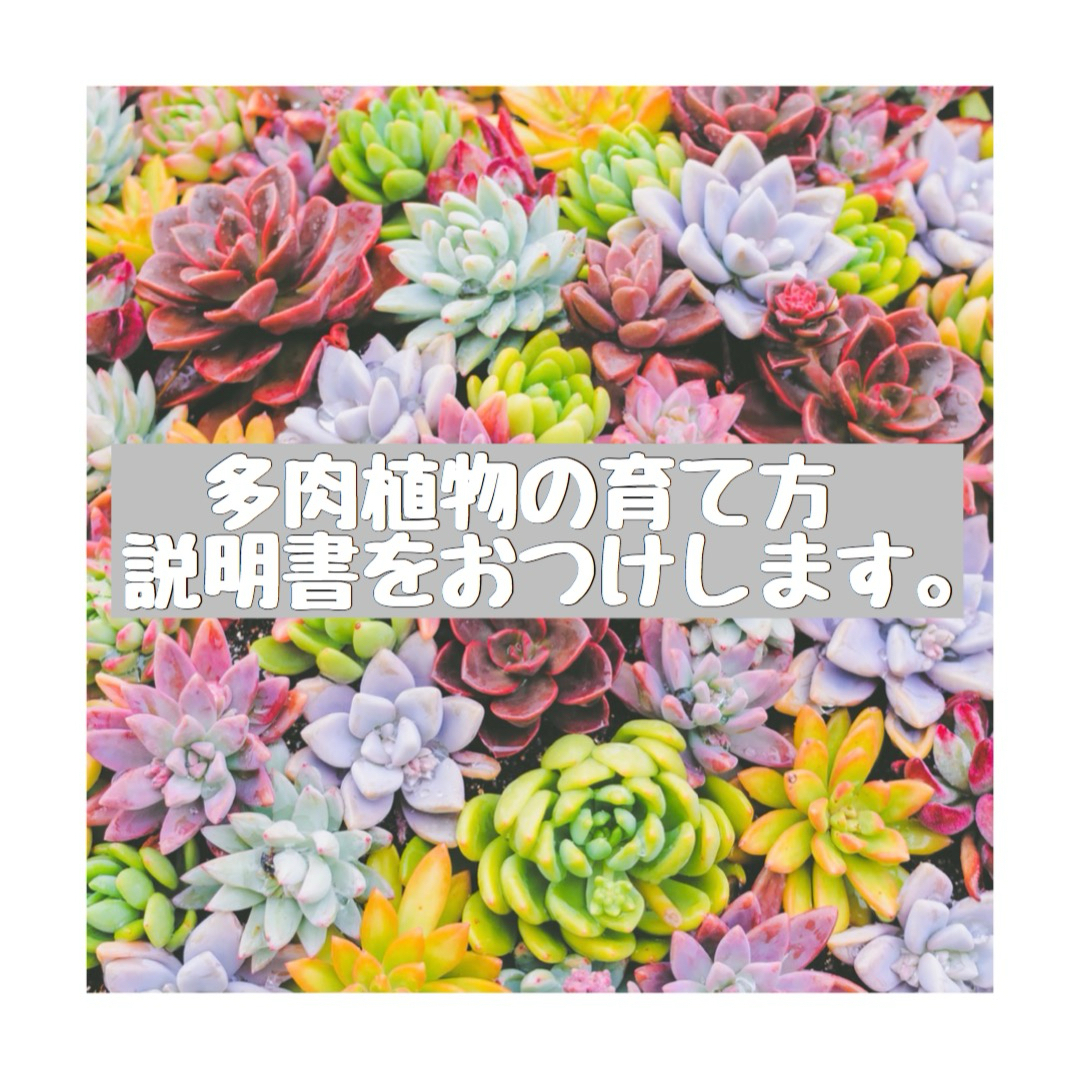 ミニミニ 多肉 ティーカップ グレー 多肉植物 観葉植物 寄植え  ハンドメイドのフラワー/ガーデン(プランター)の商品写真