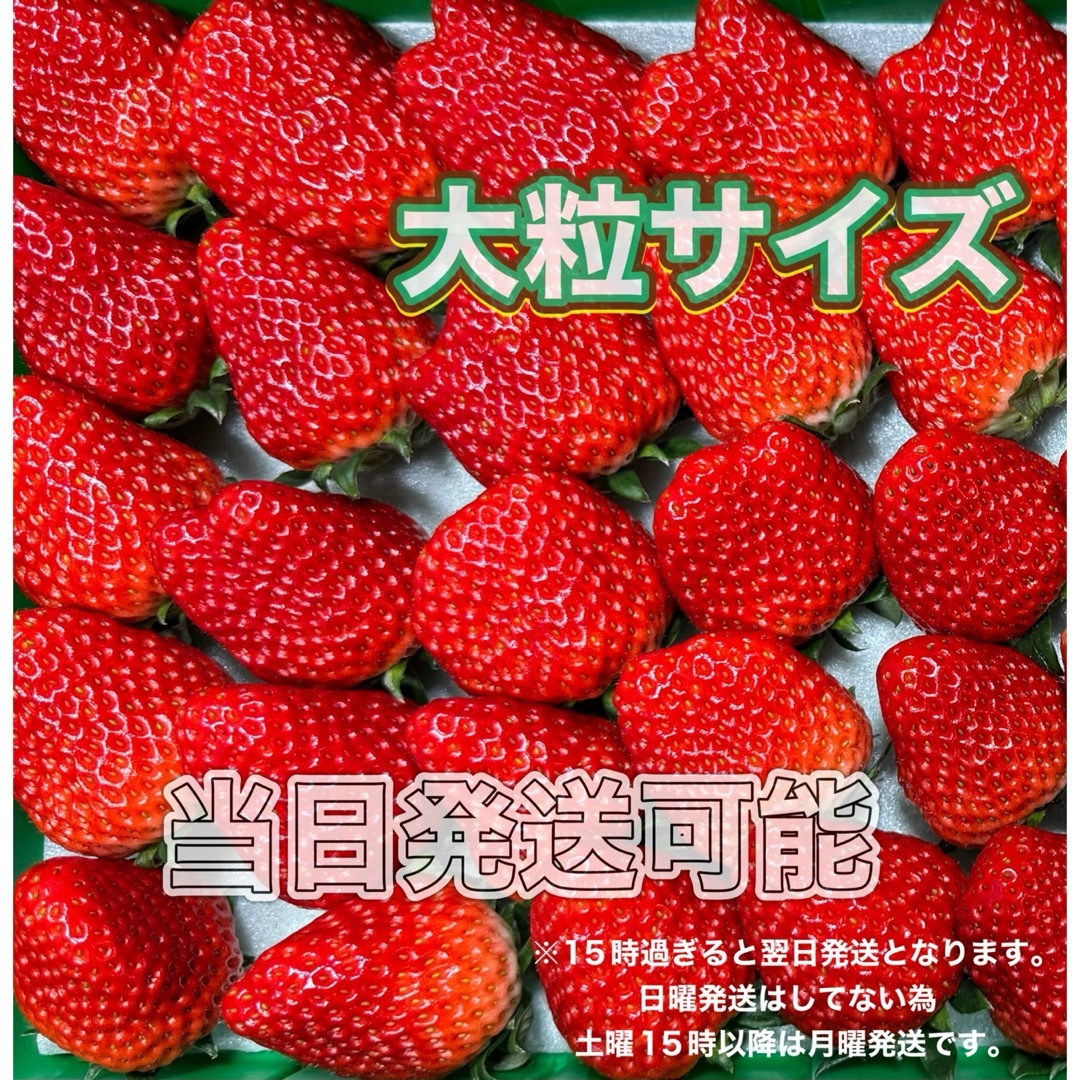 大粒サイズ 約800g 紅ほっぺ🍓 いちご 苺 食品/飲料/酒の食品(フルーツ)の商品写真