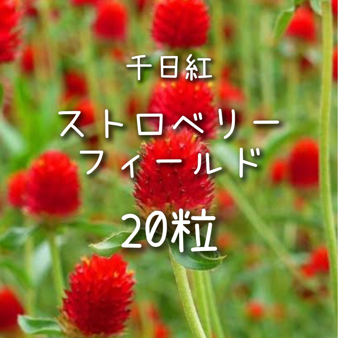 【ストロベリーフィールドのタネ】20粒 種子 種 千日紅 センニチコウ 切り花に ハンドメイドのフラワー/ガーデン(その他)の商品写真