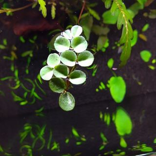 サルビニアククラータ（20株,無農薬,箱にて匿名配送）(アクアリウム)