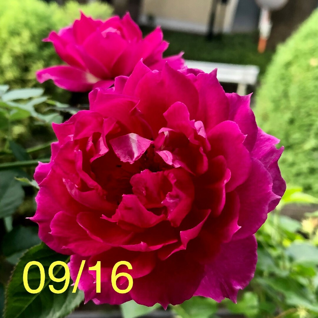 バラ苗 強香 四季咲き⑥ ハンドメイドのフラワー/ガーデン(その他)の商品写真