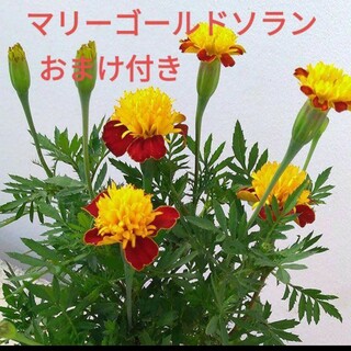 花の種　マリーゴールドソランの種(プランター)