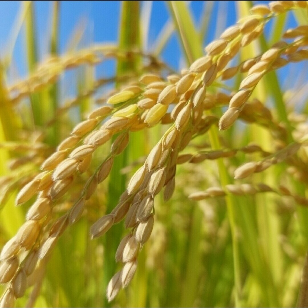 令和4年収穫　くず米　玄米　⚠️飼料用⚠️750g(5合) 食品/飲料/酒の食品(米/穀物)の商品写真