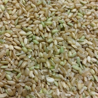 令和4年収穫　くず米　玄米　⚠️飼料用⚠️750g(5合)(米/穀物)