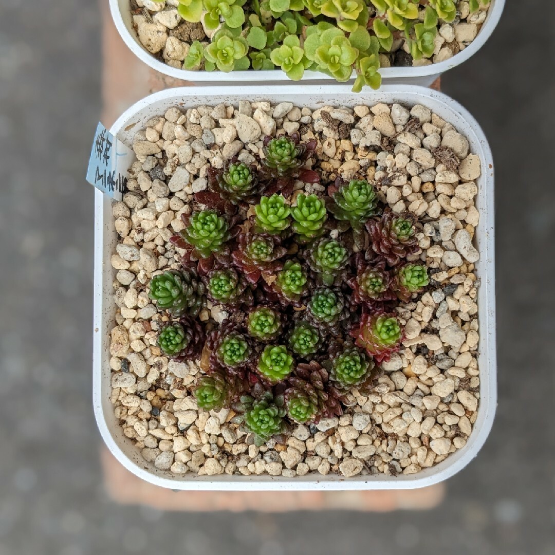 多肉植物　黄金丸葉万年草　森村万年草　抜き苗 ハンドメイドのフラワー/ガーデン(その他)の商品写真