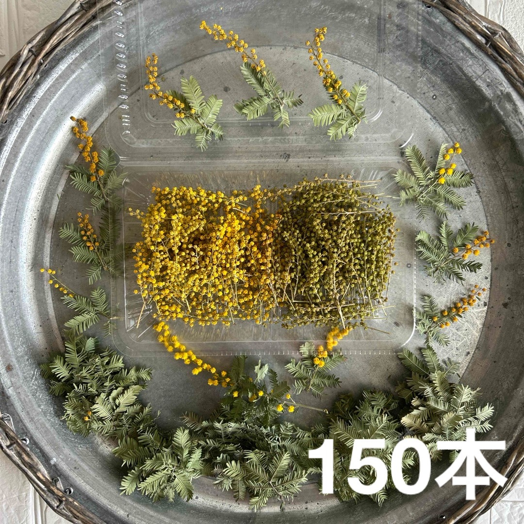 ミモザ  ヘッド　ツボミグリーン　咲き始め　黄色いツボミ　ソイキャンドル花材 ハンドメイドのフラワー/ガーデン(ドライフラワー)の商品写真