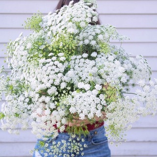 【花の種】ホワイトレースフラワー☆アミマユス 種子 約30粒！切花 ブーケ(プランター)