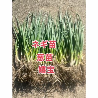 ネギ苗50本(野菜)