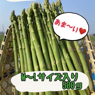 グリーンアスパラガス　500g(野菜)