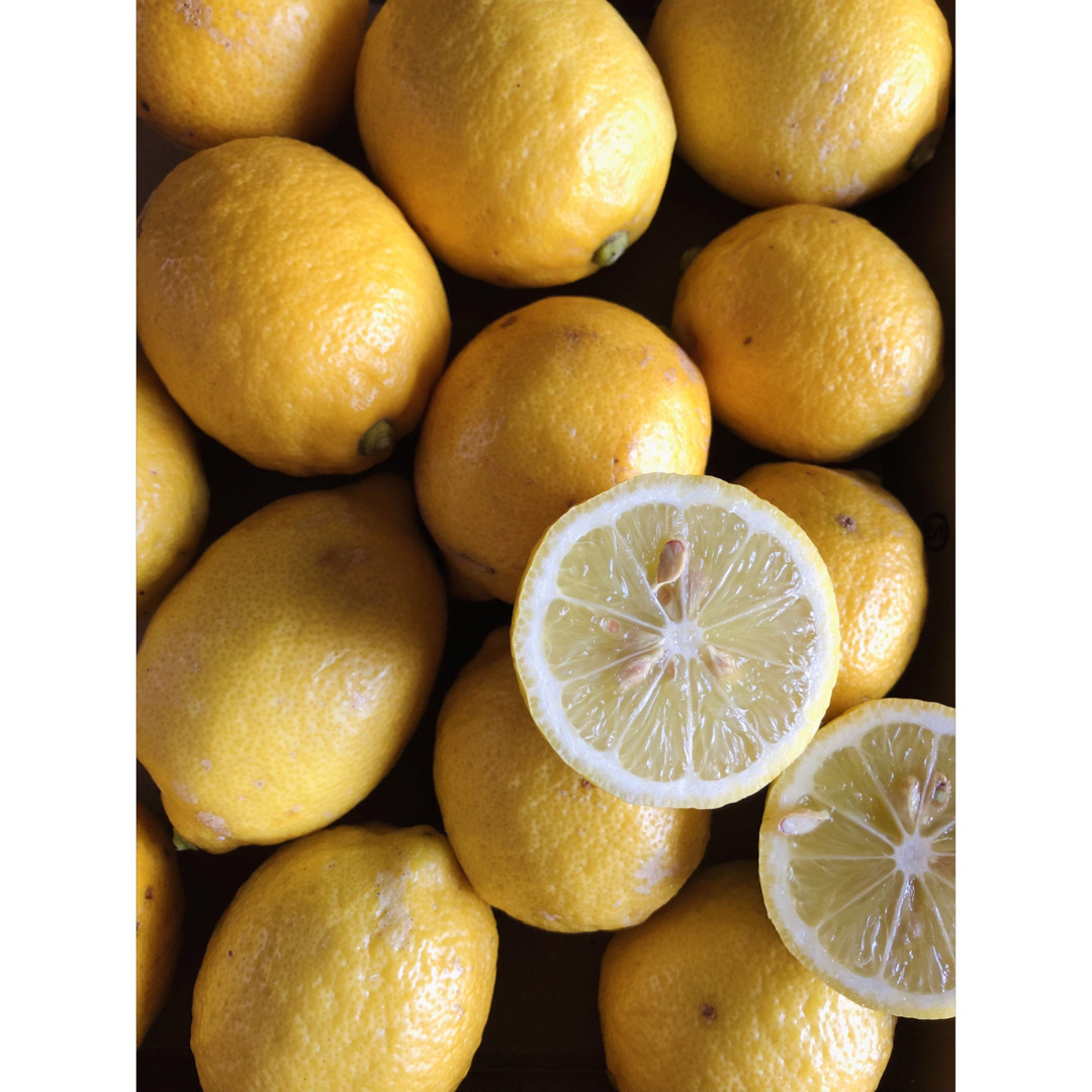 和歌山産　減農薬レモン ノーワックス　1.3kg(12個前後) 訳あり品 食品/飲料/酒の食品(フルーツ)の商品写真