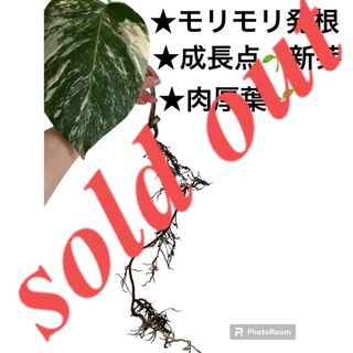 F 斑入りモンステラ　カット茎　カット苗　観葉植物　鉢　発根済　インテリア(プランター)