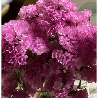 ドライフラワー 花材 スターチス フェアリーピンク 茎付き(ドライフラワー)