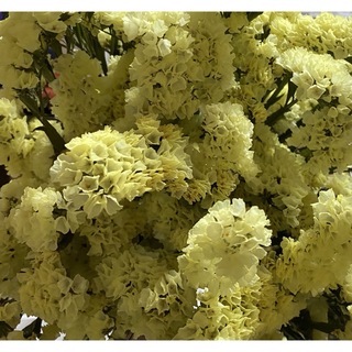 ドライフラワー 花材 スターチス 紀州ファインイエロー 茎付き(ドライフラワー)