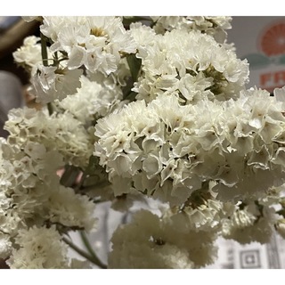ドライフラワー 花材 スターチス レアカラー マーブルグリーン 茎付き(ドライフラワー)