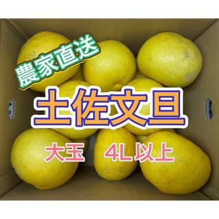 【家庭消費向】土佐文旦【大玉】愛媛県産　4kg(箱込)(フルーツ)