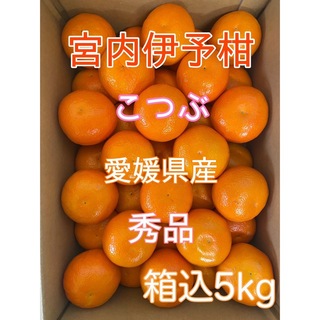愛媛県産 宮内伊予柑 小粒（2S）秀品 箱込み5kg