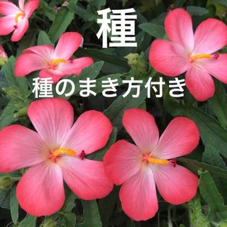 アベルモスクス   花の種50粒以上(その他)