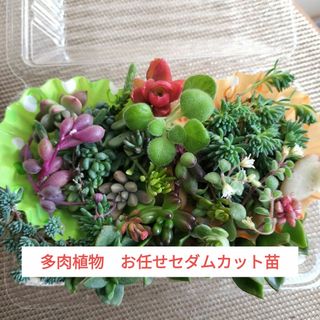 多肉植物　お任せセダムカット苗セット(プランター)