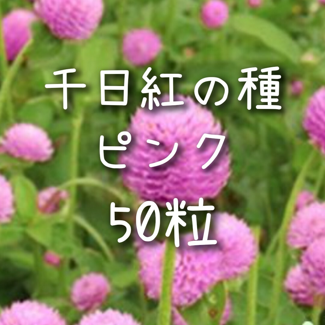 【千日紅のタネ】50粒 種子 種 センニチコウ 切り花やドライフラワーにも 桃 ハンドメイドのフラワー/ガーデン(その他)の商品写真