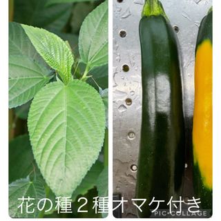 モロヘイヤ種、ズッキーニ種（緑）(野菜)