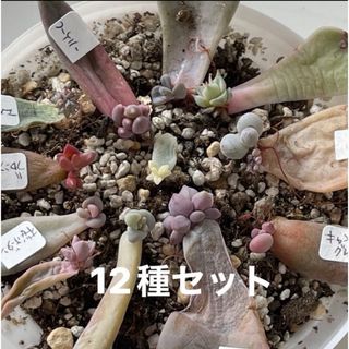 多肉植物^o^ 限定1セット！葉挿し赤ちゃん12種セット(その他)