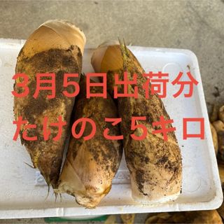 3月5日 出荷分　たけのこ　5 キロ ぬか唐辛子付き(野菜)