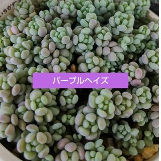 多肉植物パープルヘイズ３０カット(その他)