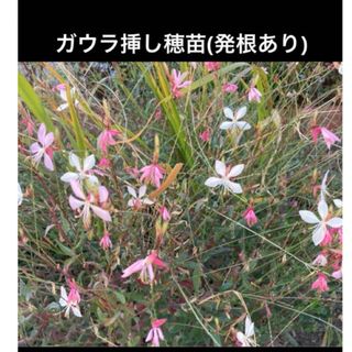 ガウラ挿し穂苗(発根あり)お任せミニミニ①ポット(プランター)