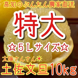 土佐文旦　ぶんたん　柑橘　10㎏ 5Lサイズ(フルーツ)