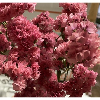 ドライフラワー 花材 スターチス レアカラー ヤマトノアカリ 茎付き(ドライフラワー)