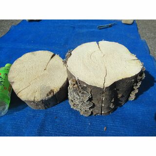特大天然カワラ材　産卵木　割り材　２本　№５３３(虫類)