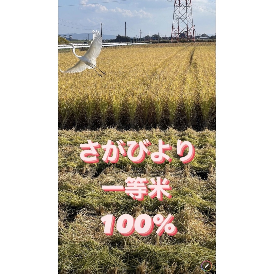 ⭐️新米 令和5年産1等米⭐️佐賀県産さがびより10k(5k×2袋) 食品/飲料/酒の食品(米/穀物)の商品写真