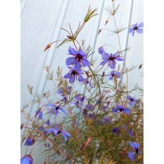 青い花と繊細な葉が美しい　☘　プラティセカ　ブルーコメット　☘　苗(その他)